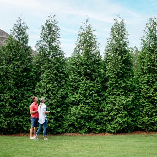 Evergreen Trees