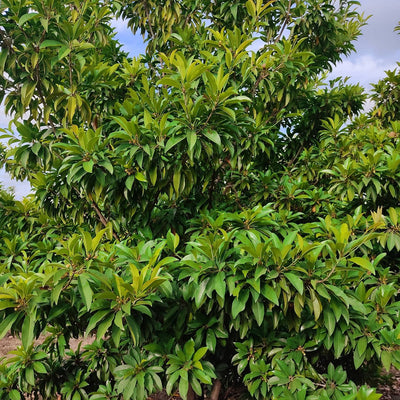 Shade Trees