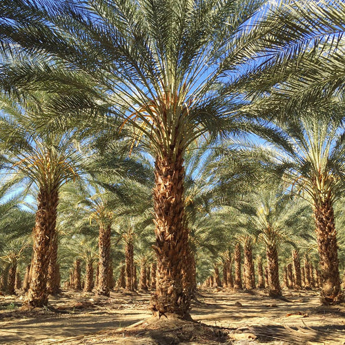 Palm Trees