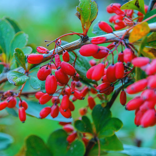 Goji Berry Plant