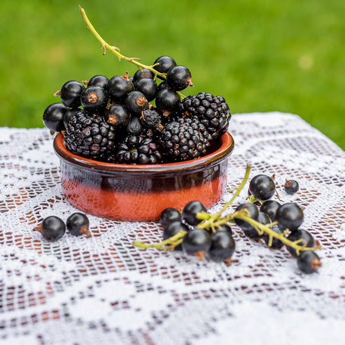 Blackberry Thornless Plant