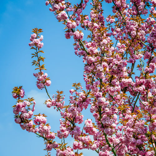 Flowering Trees