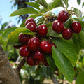 Berry Bushes