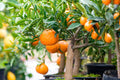Citrus Trees