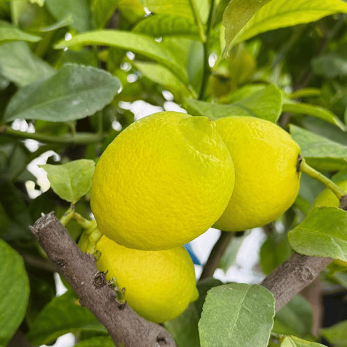Desi Lemon Tree (Kagzi Nimbu)