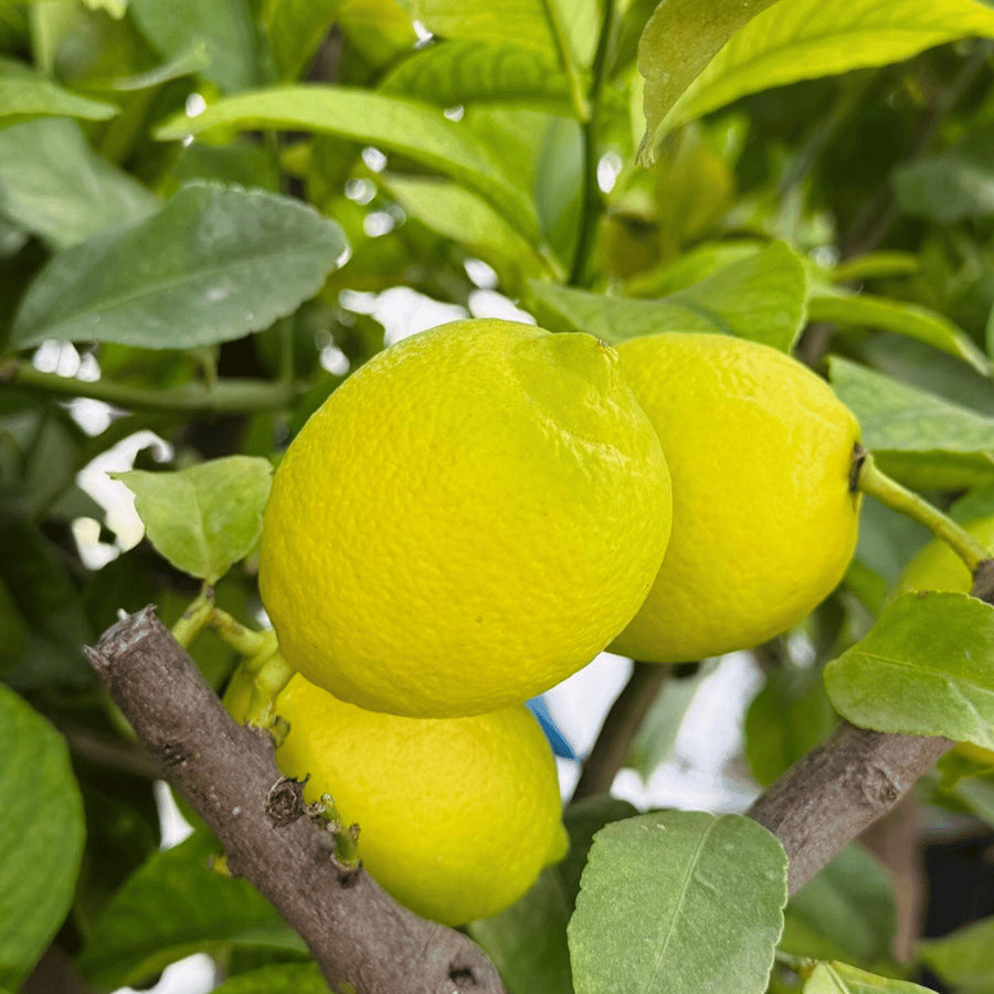 Desi Lemon Tree (Kagzi Nimbu)