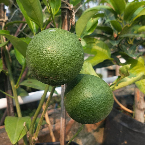 Sweet Orange Tree (Musambi/Malta)
