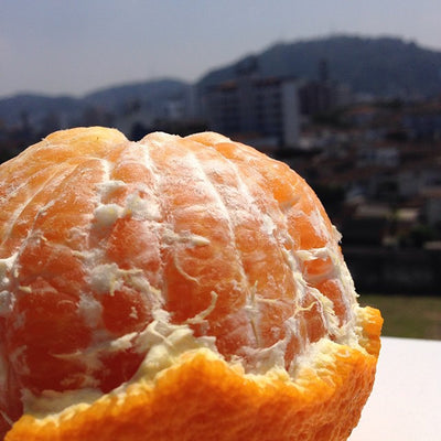 Decopon Mandarin Tree (Sumo Orange)