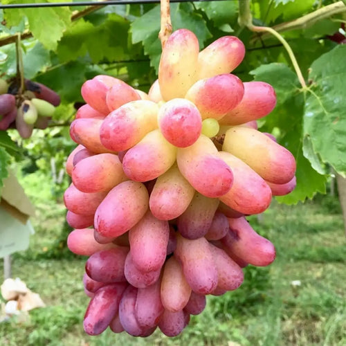Manicure Finger Grape Vine