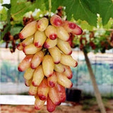 Manicure Finger Grape Vine (Vitis vinifera – Elegant, Elongated Pink Grapes)