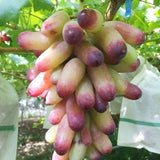 Manicure Finger Grape Vine (Vitis vinifera – Elegant, Elongated Pink Grapes)