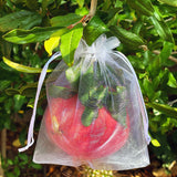Wonderful Pomegranate Tree (Punica granatum)