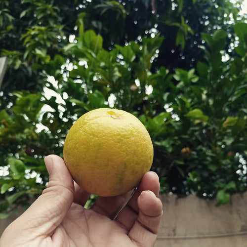 Musambi Orange (Musambi Malta)