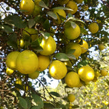 Desi Lemon Tree (Kagzi Nimbu)