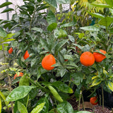Minneola Tangelo Tree