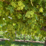 Sultana Grape Vine (Vitis vinifera – Seedless Green Grape for Fresh Eating & Drying)