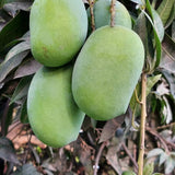 Mango Tree (Langra Variety – Sweet Pulp Desi Favorite)
