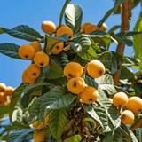 Grafted Loquat Tree