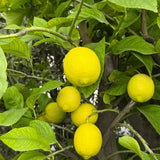 Desi Lemon Tree (Kagzi Nimbu)