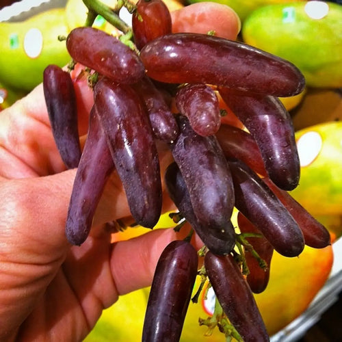 Witch Finger Grape Vine