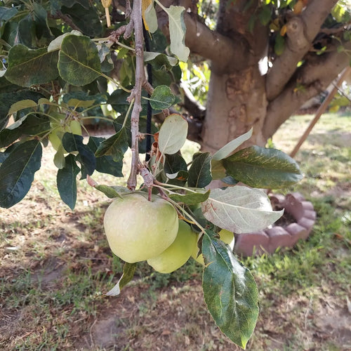 Anna Apple Tree