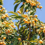Grafted Loquat Tree