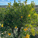 Tarocco Orange Tree