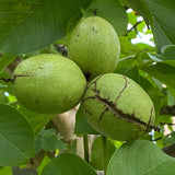 Walnut Tree