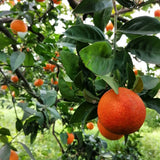 Sanguinello Blood Orange Tree