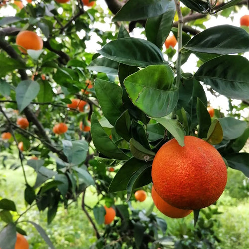 Sanguinello Blood Orange Tree