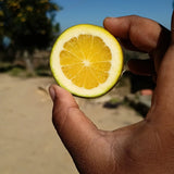 Sweet Lime Tree (Mitha Nimboo)