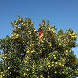 Sweet Lime Tree (Mitha Nimboo)