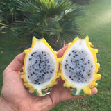 Dragon Fruit Plant (Yellow Variety)