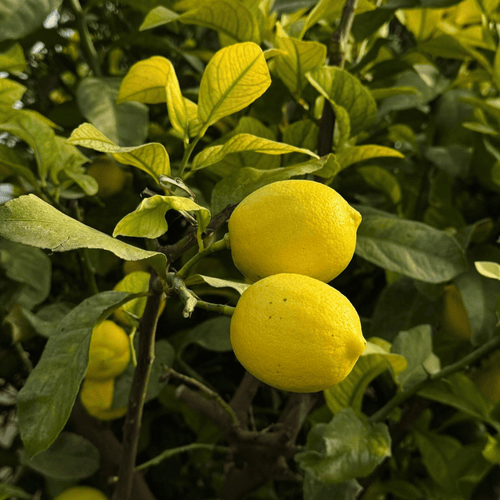 Desi Lemon Grafted Tree
