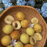Apricot Tree