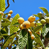 Grafted Loquat Tree
