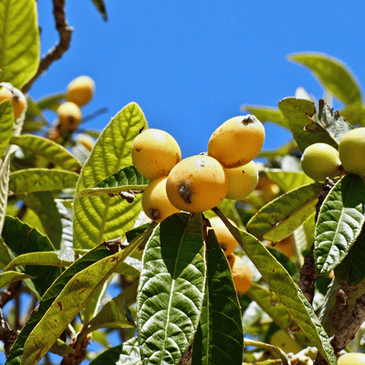 Grafted Loquat Tree
