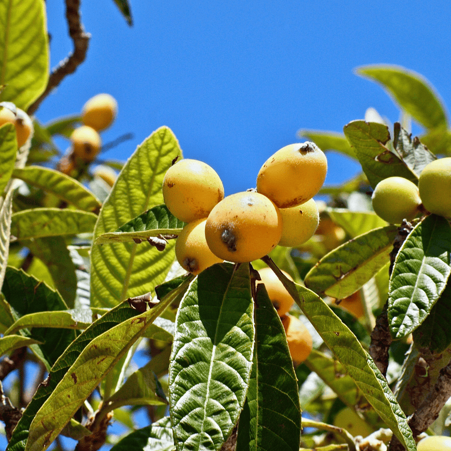 Grafted Loquat Tree
