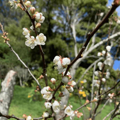 Cherry Plum Tree