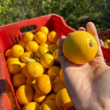 Tarocco Orange Tree