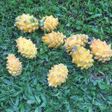 Dragon Fruit Plant (Yellow Variety)