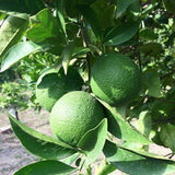 Sanguinello Blood Orange Tree