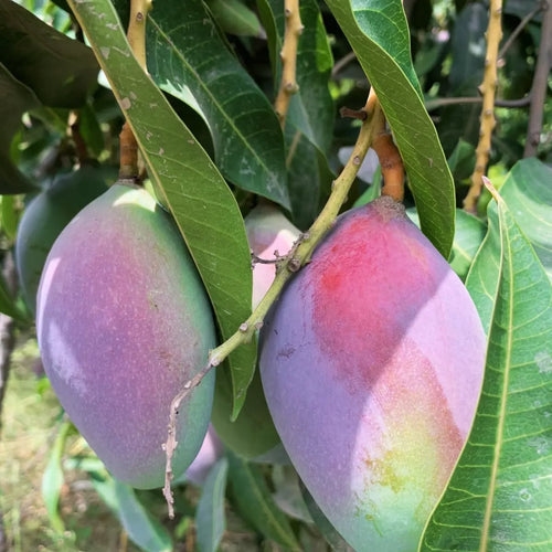 Mango Tree (Sensation Variety – Deep Red, Late-Season Delight)