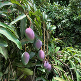 Mango Tree (Sensation Variety – Deep Red, Late-Season Delight)