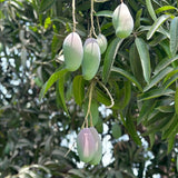 Mango Tree (Sensation Variety – Deep Red, Late-Season Delight)