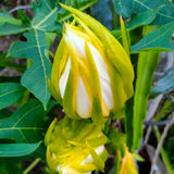 Dragon Fruit Plant (Yellow Variety)