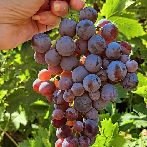 Red Toffee Grape Vine