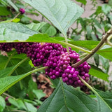 American Beautyberry Shrub