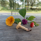 American Beautyberry Shrub