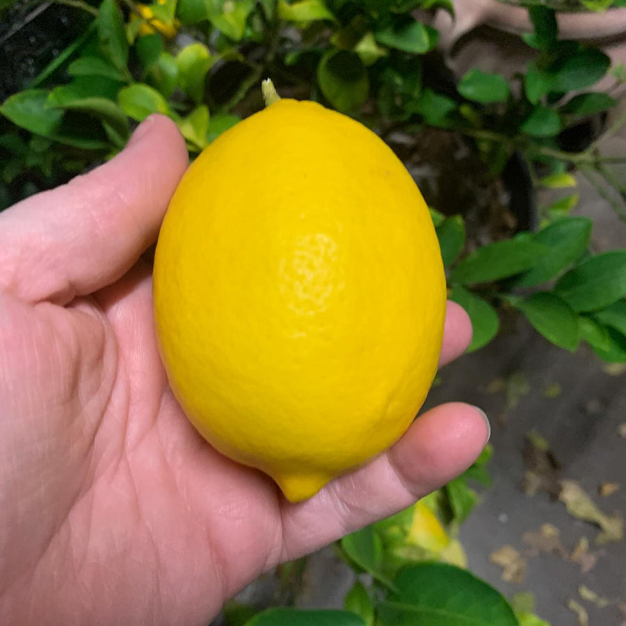 Meyer Lemon Tree